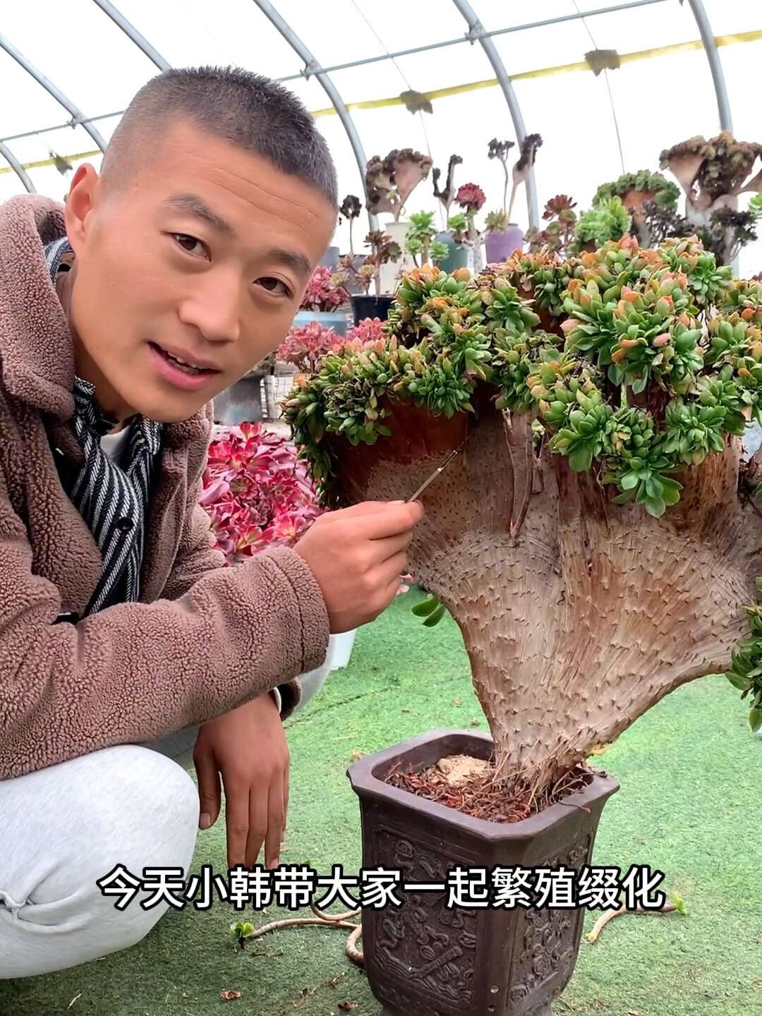 多肉缀化怎么繁殖?都在这里了!