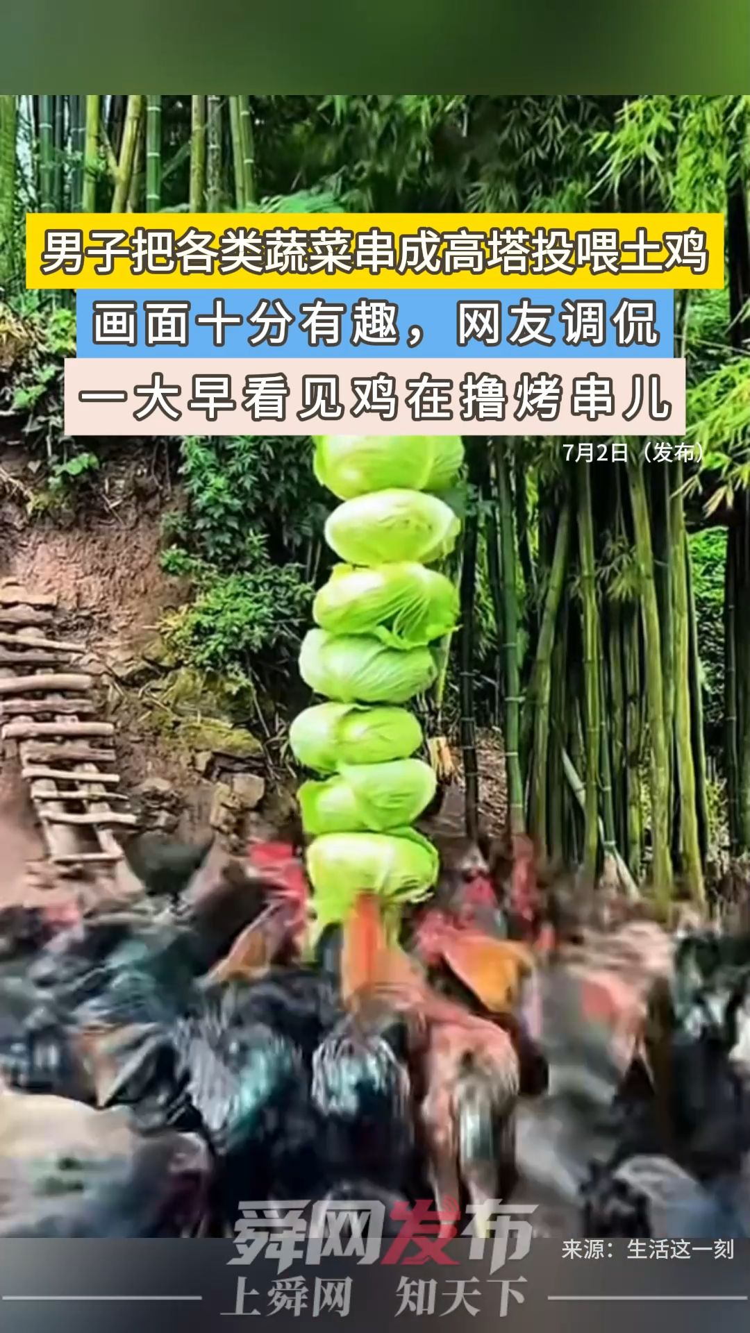 男子把蔬菜串成高塔投喂土鸡，画面十分有趣，网友：一大早看见鸡在撸烤串儿