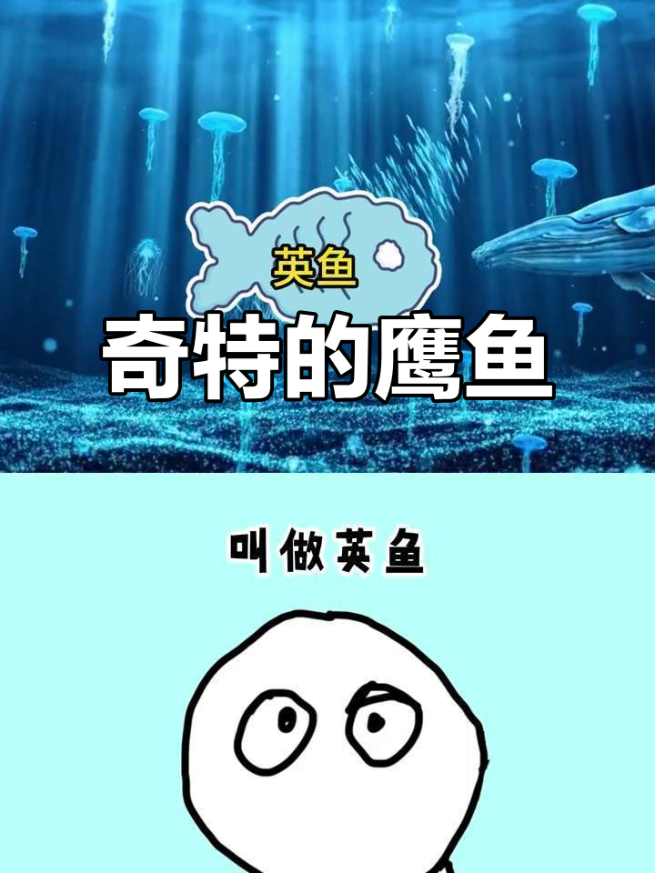 鹰鱼:一种奇特鱼类,竟然爱吃橘子和柿子!