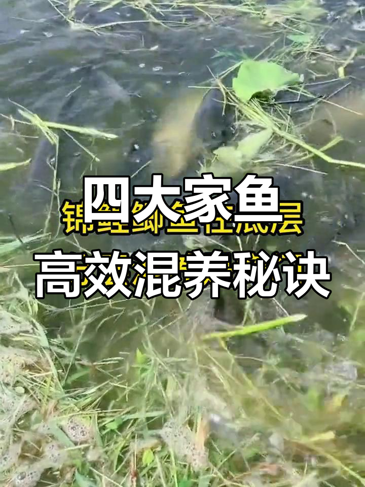 四大家鱼混养技巧，分层养殖提高产量