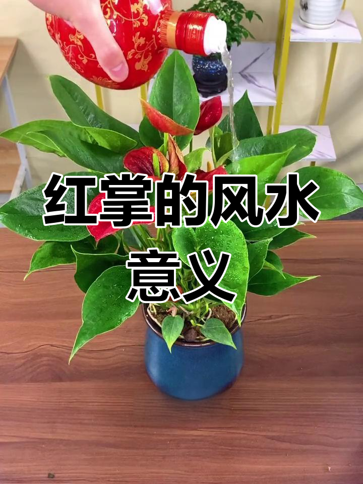 红掌风水:热情与财运的象征