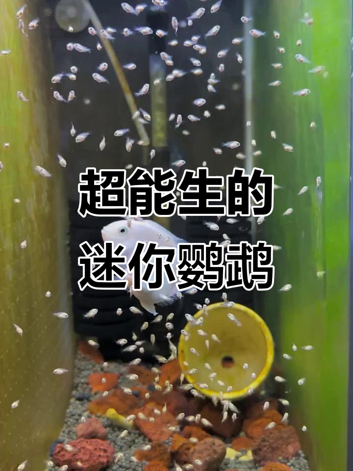 迷你鹦鹉鱼:高繁殖力热带鱼的“钢炮”