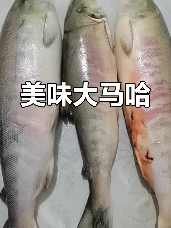 大马哈鱼,肉质鲜美,多种做法皆宜,吃法多样令人陶醉