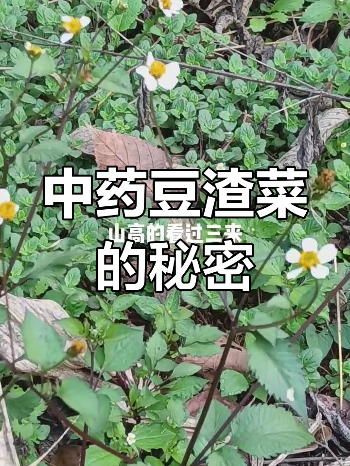 豆渣菜开花,竟是中药宝藏!