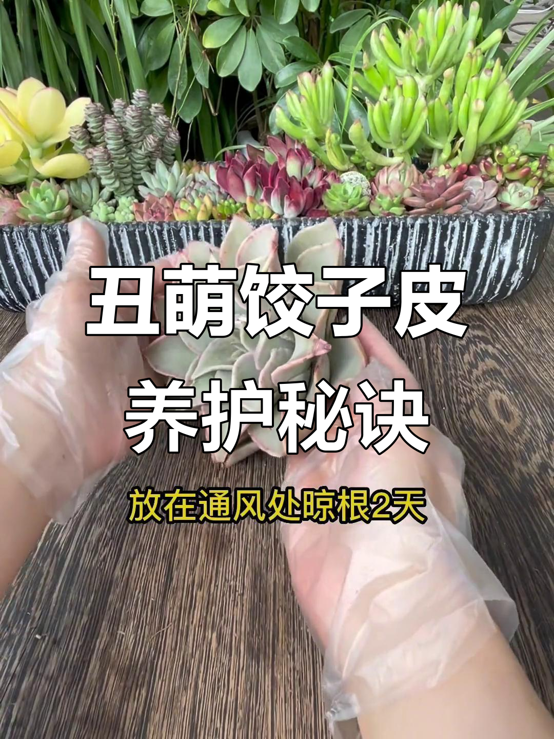 如何让饺子皮多肉长得更肥更大?超简单步骤教你搞定