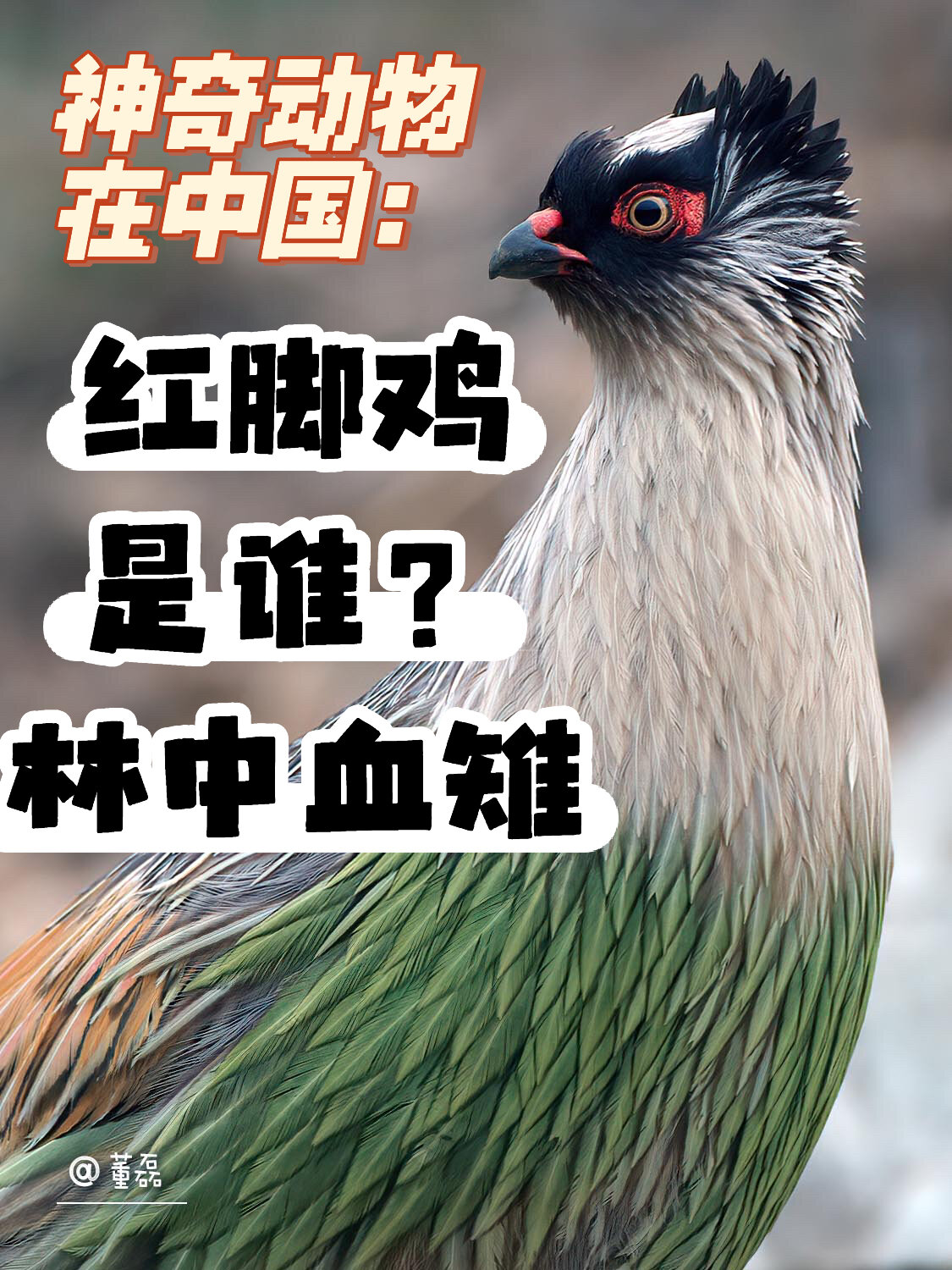 神奇动物在中国《林中血雉-红脚鸡》