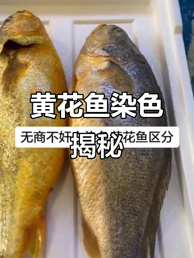 如何辨别黄花鱼是否上过色,挑选新鲜大黄鱼的技巧