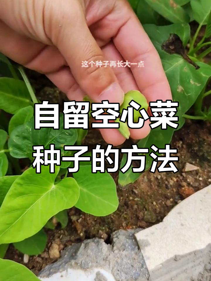 空心菜种子留存技巧，教你如何收集和保存