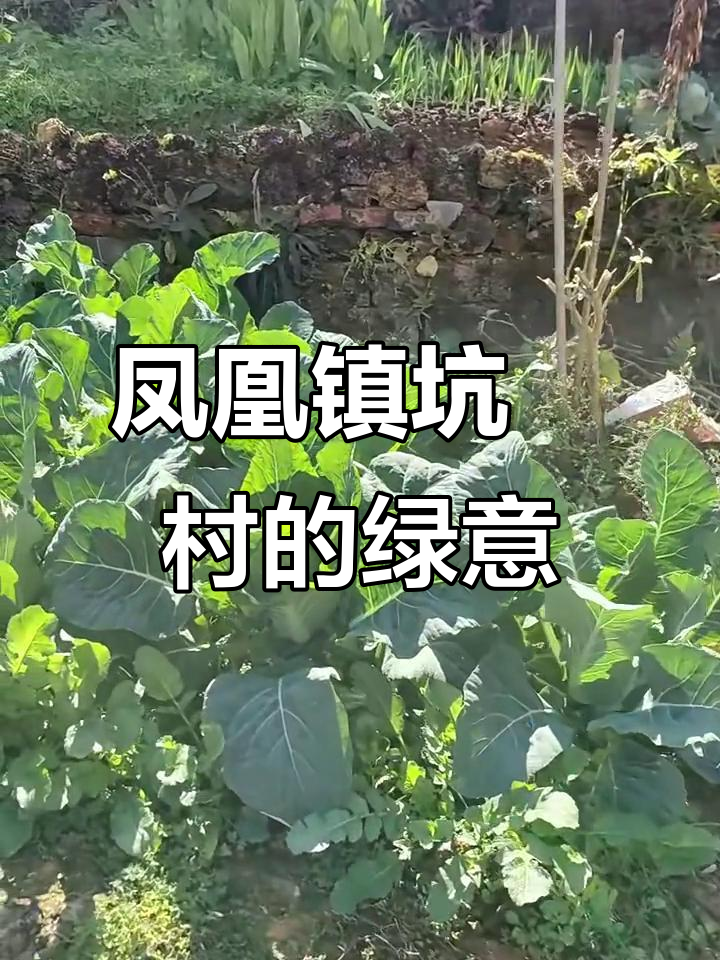 凤凰镇坑墘村:绿色无公害农作物种植,美丽乡村新风尚