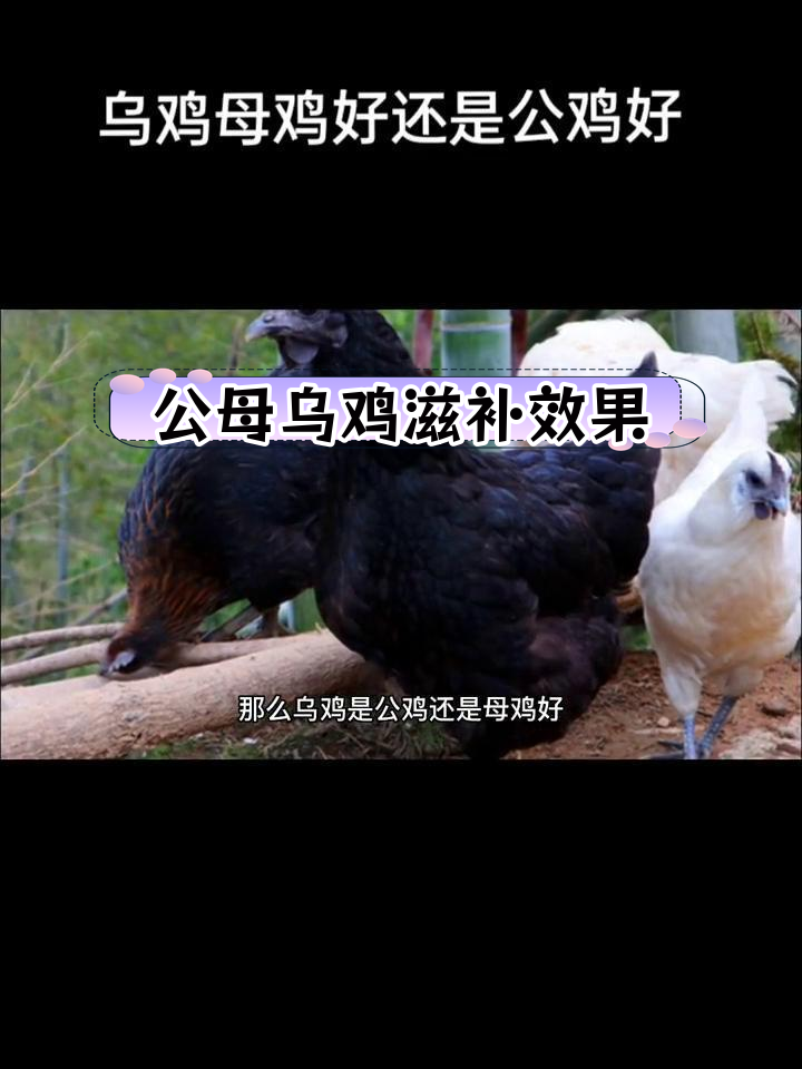 乌鸡公母营养差异揭秘