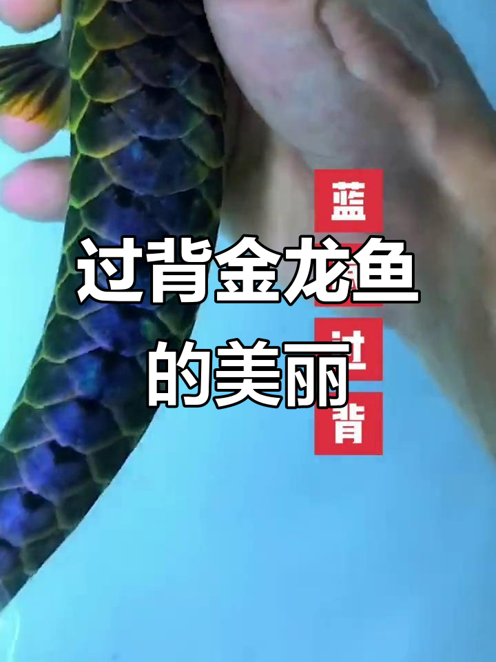 蓝底过背金龙鱼,难得一见的美丽水族奇观