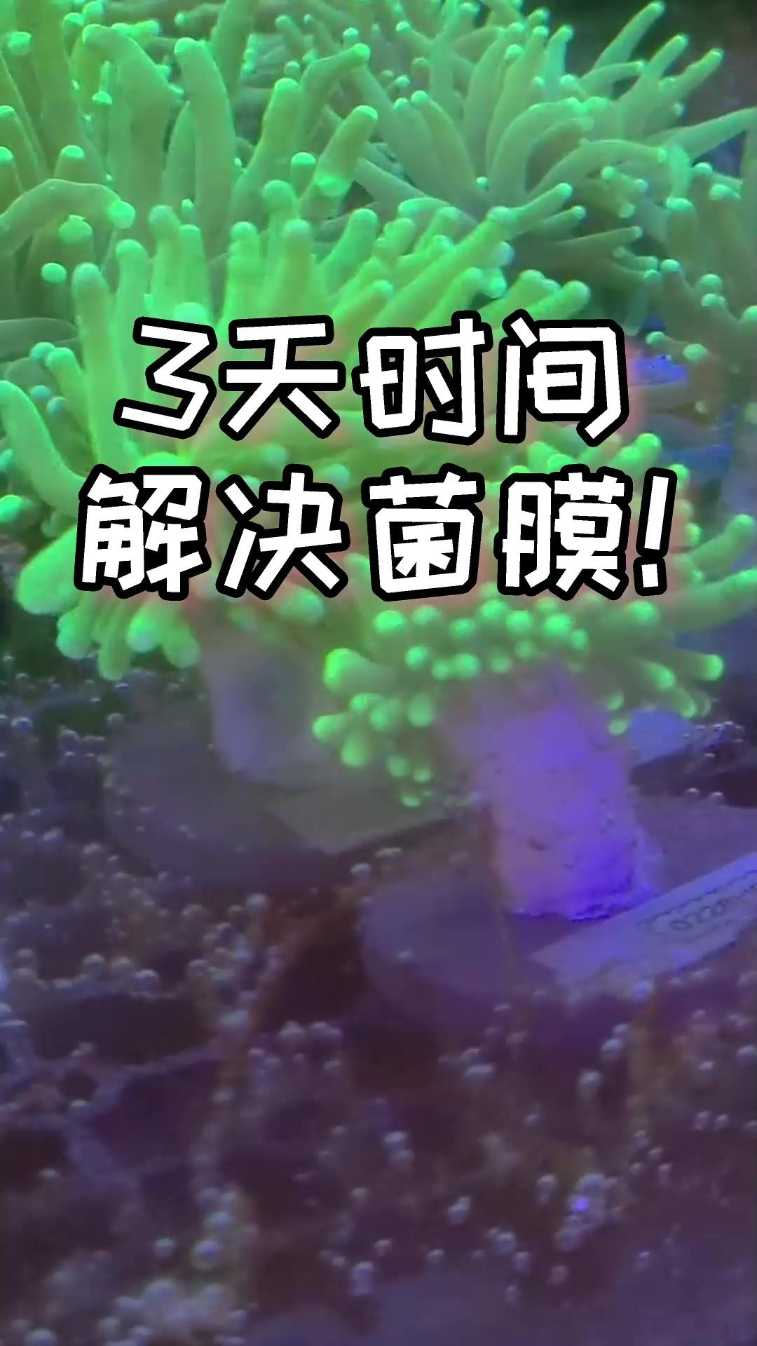 海缸菌膜多可怕?乐色!看我秒杀它