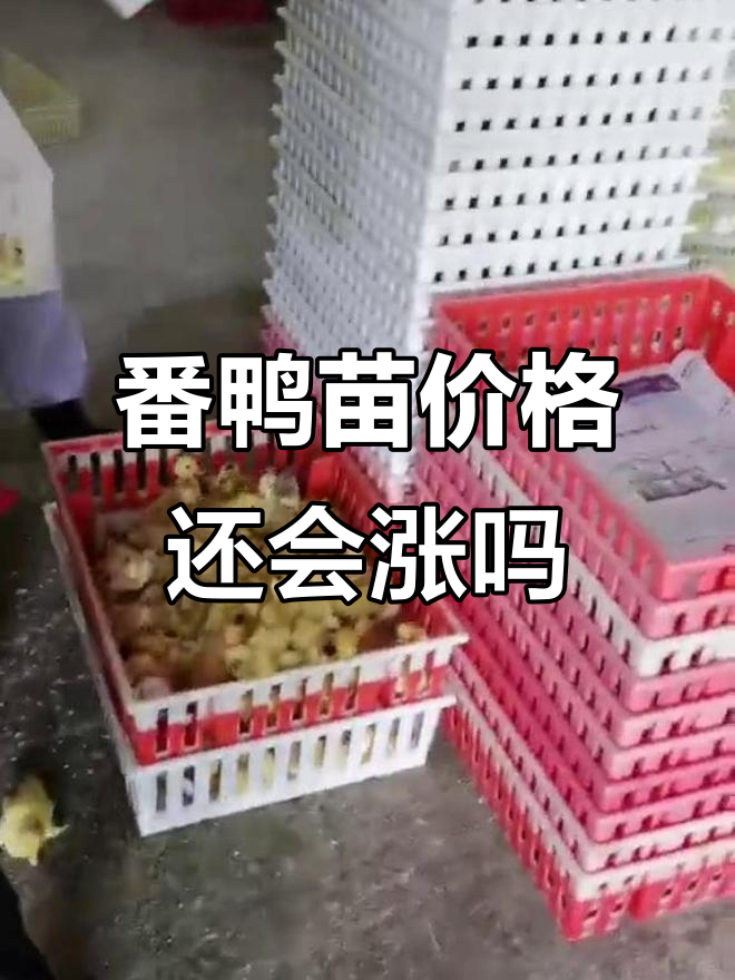 大种番鸭苗价格波动,未来走势难预测