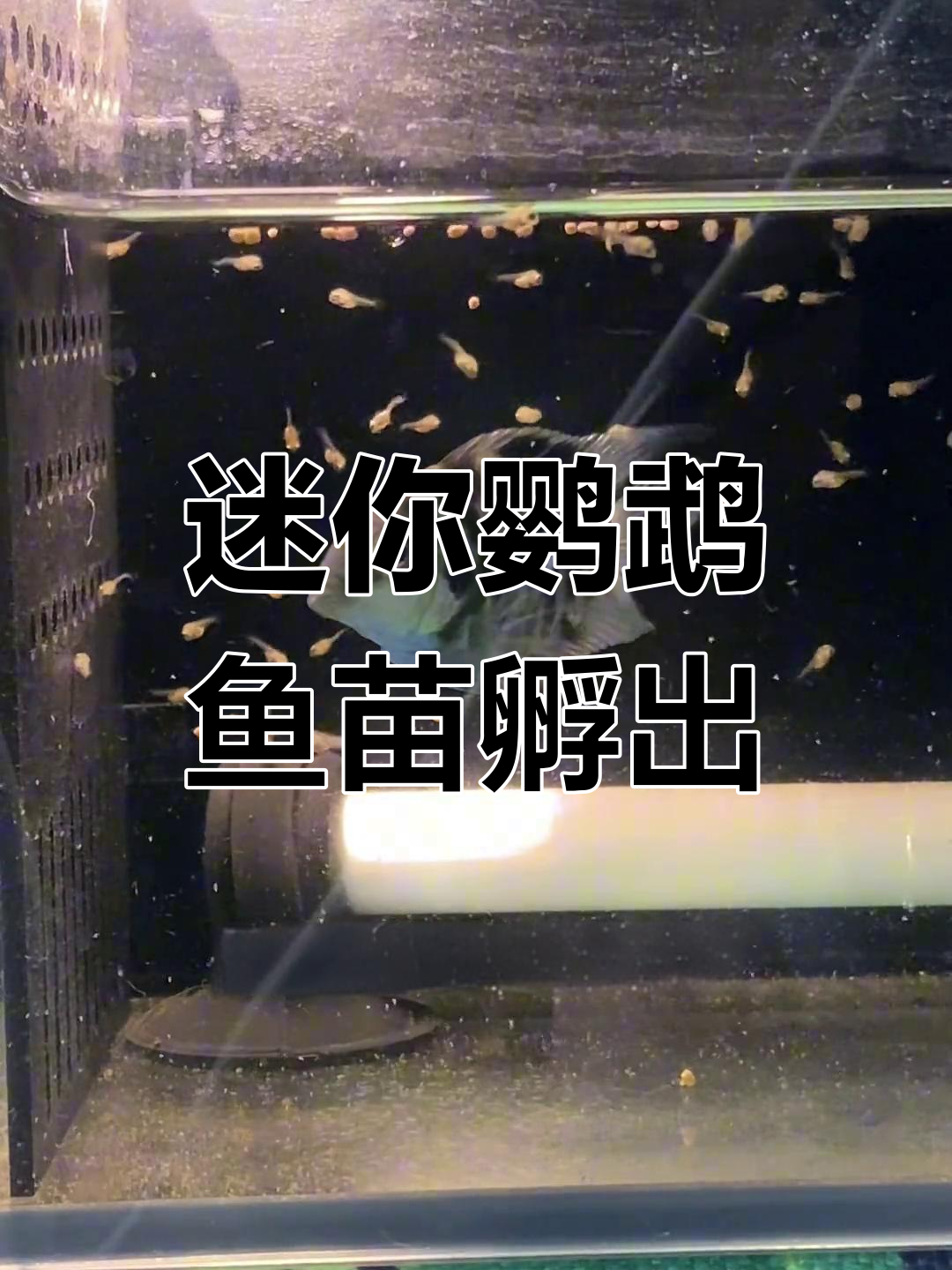 迷你鹦鹉鱼苗孵化成功,12天漫长过程见证成长