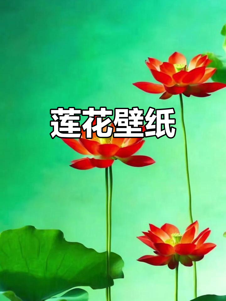 荷花壁纸,唯美莲花手机背景