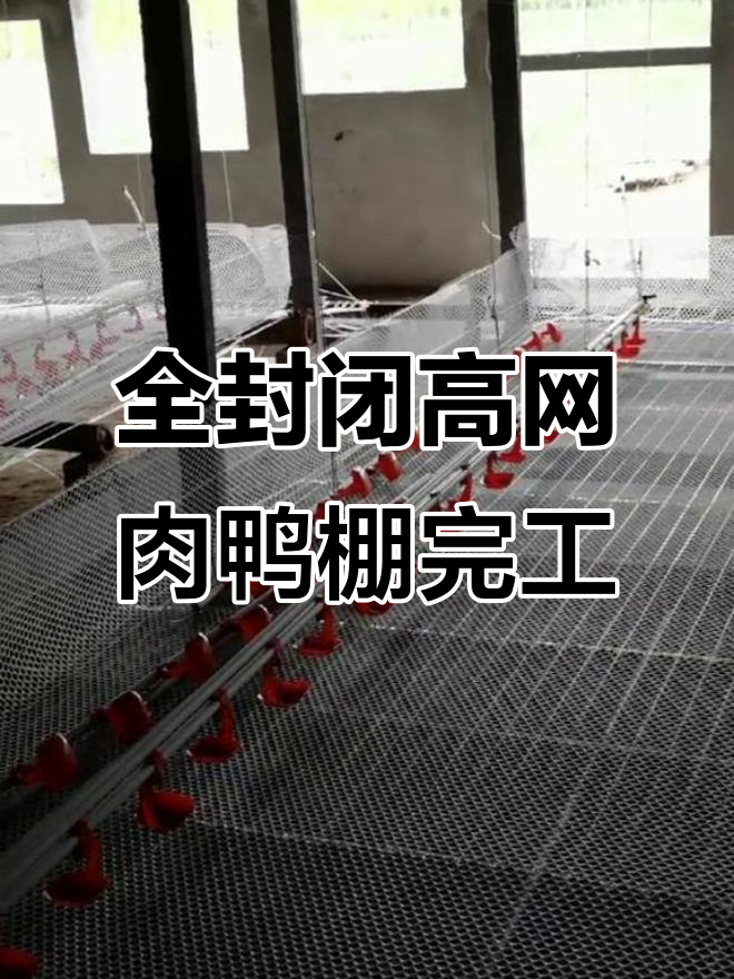 高密度鸭棚搭建完美收工，全封闭养殖更高效