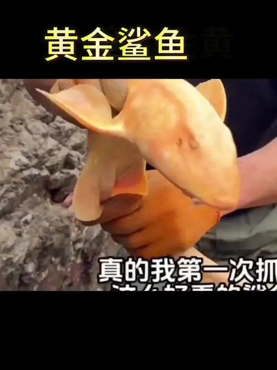 金鲨鱼 今天我们赶海运气太好了,没想到抓到一条黄金颜色的鲨鱼,真的是太开心了,有喜欢看感恩