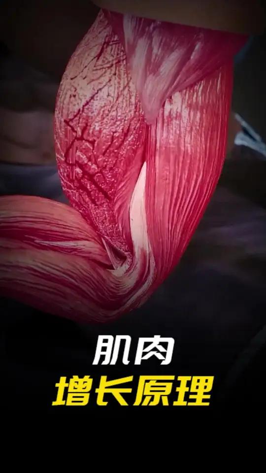 人体最有力量的肌肉是什么？为什么健身会让肌肉变强壮