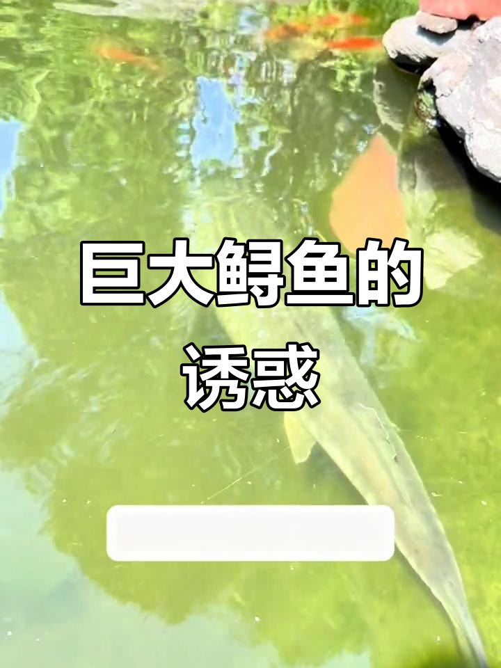 鲟鱼,百斤巨型珍品,养殖证在手,谁不心动?