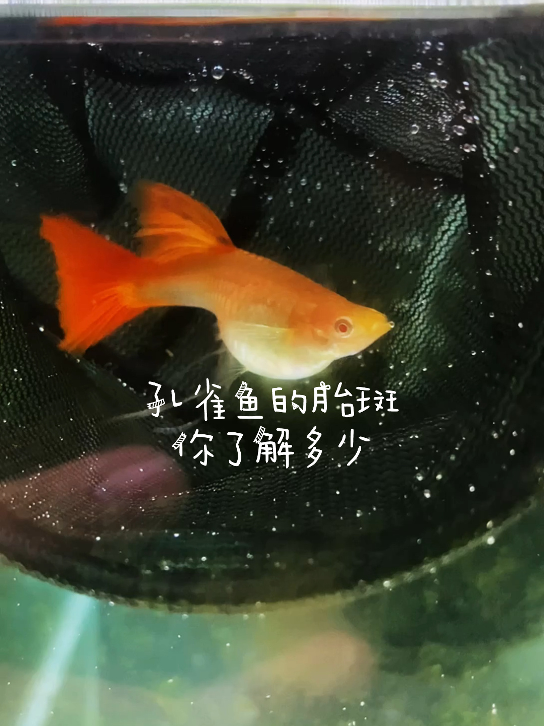 养孔雀鱼学会看胎斑