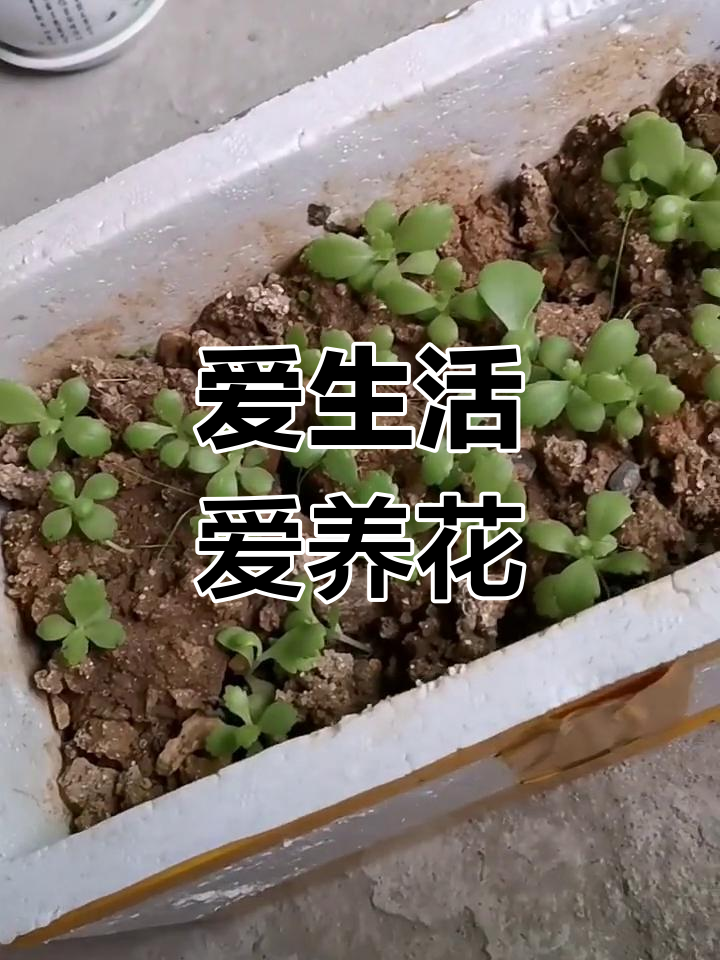 绿色生活,从养花开始