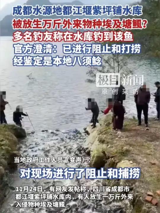 成都市水源地都江堰紫坪铺水库,被放生万斤外来物种埃及塘鲺?官方澄清:已进行阻止和打捞,经鉴