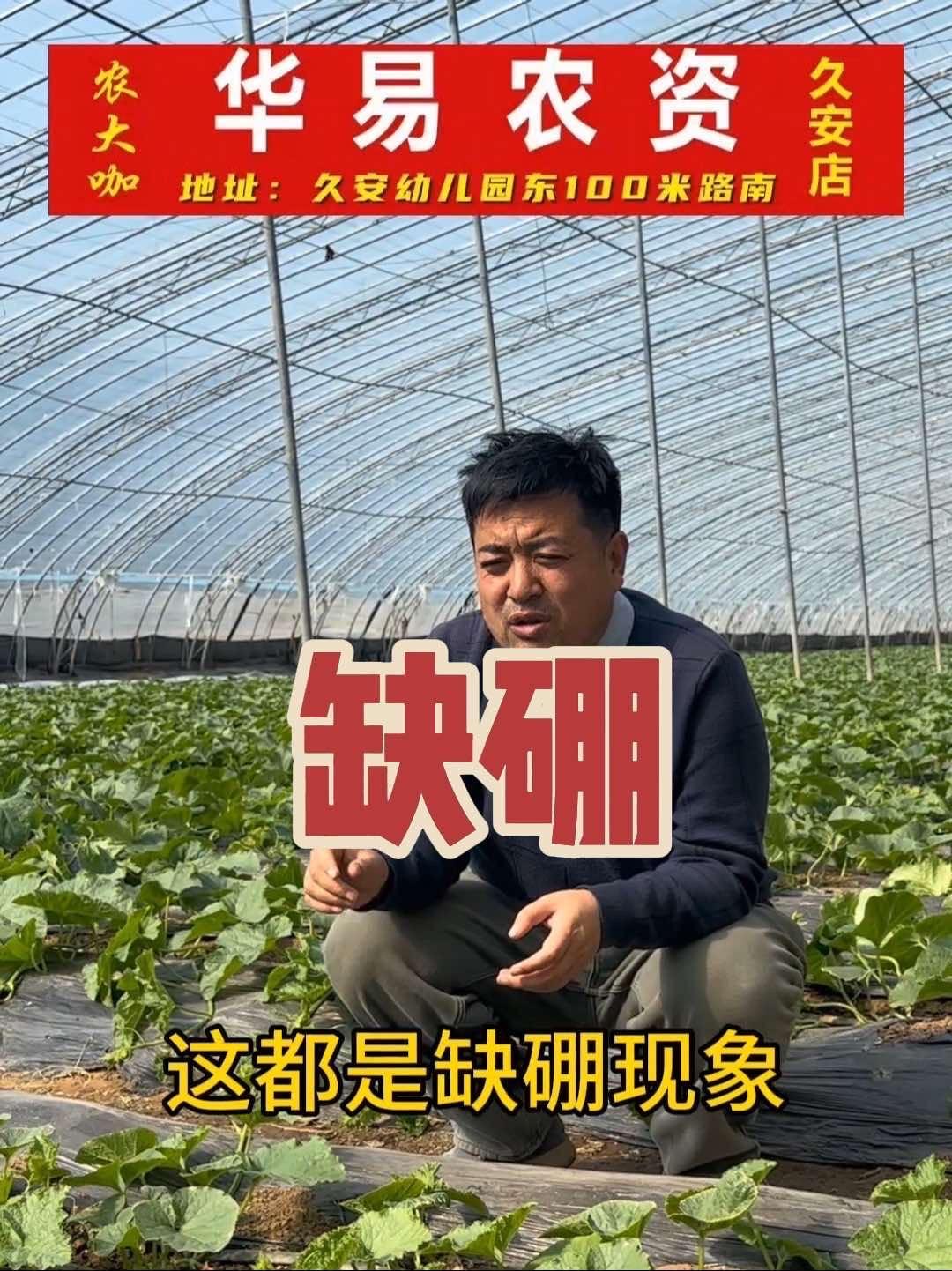 缺硼什么表现,怎么解决?蔬菜种植技术 蔬菜种植 病虫害防治 番茄种植