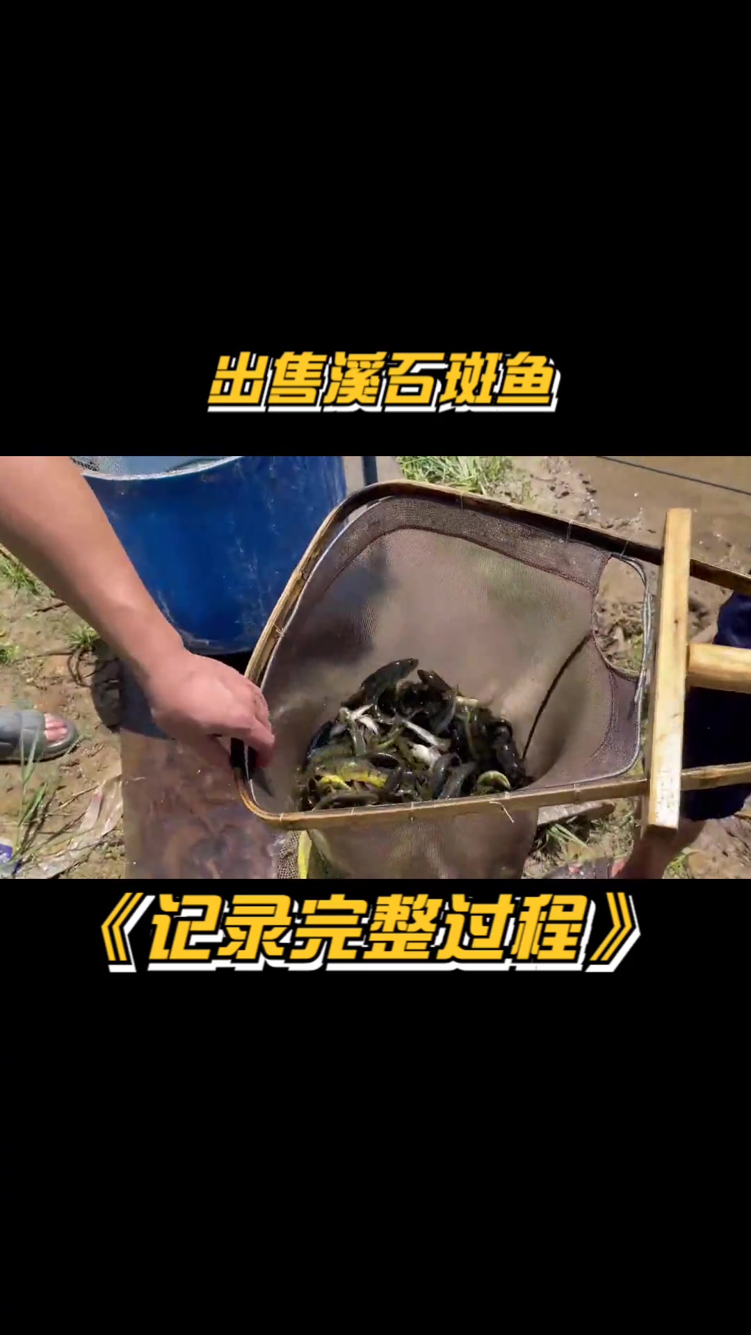 溪石斑鱼1000斤，特种水产养殖