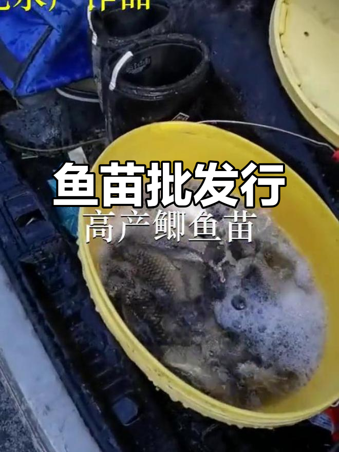 佛山、深圳鱼苗批发,优质鲫鱼供应
