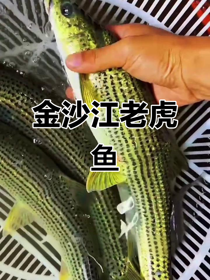 长江上游珍稀豹纹鱼，肉食性强劲，养殖前景广阔