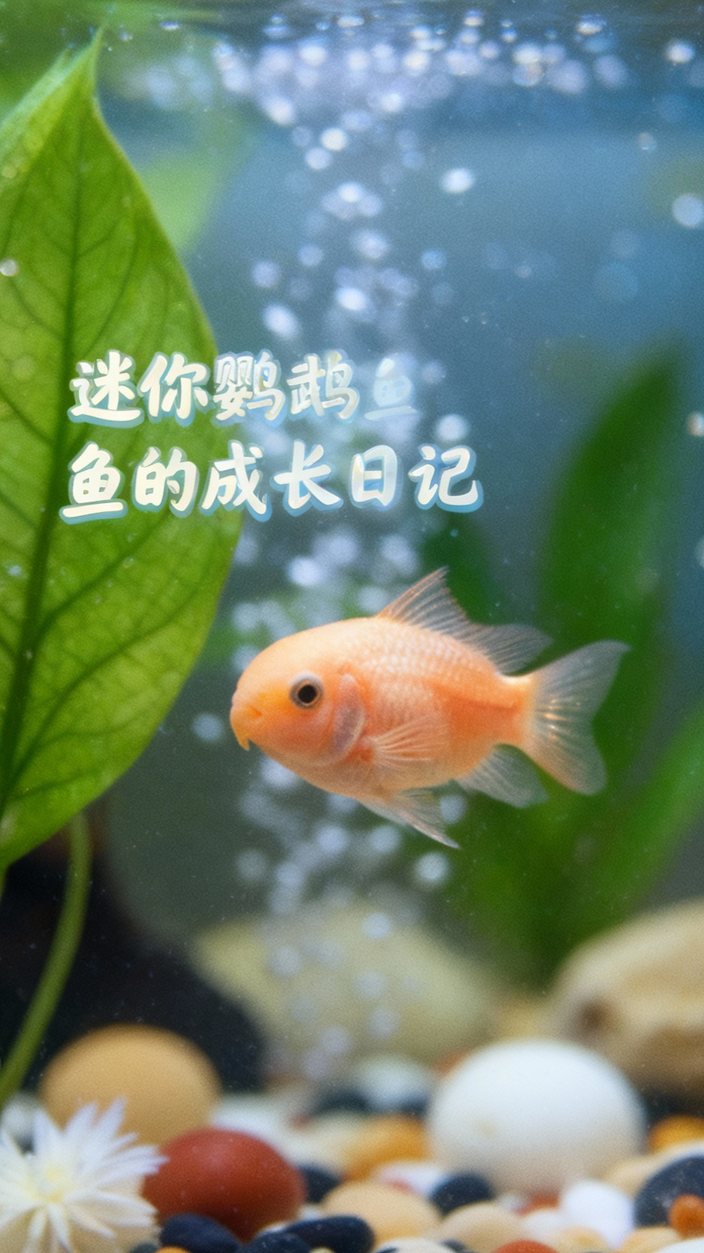 迷你鹦鹉鱼幼崽的奇妙世界