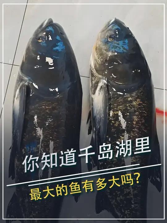 你知道千岛湖里最大的鱼有多大吗？