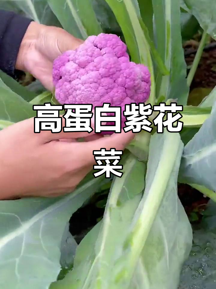 紫花菜:营养丰富,蛋白质堪比牛奶的天然蔬菜