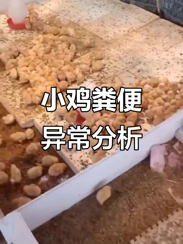 小鸡拉白栗和鱼肠粪,沙门氏菌与腺胃炎症状解析