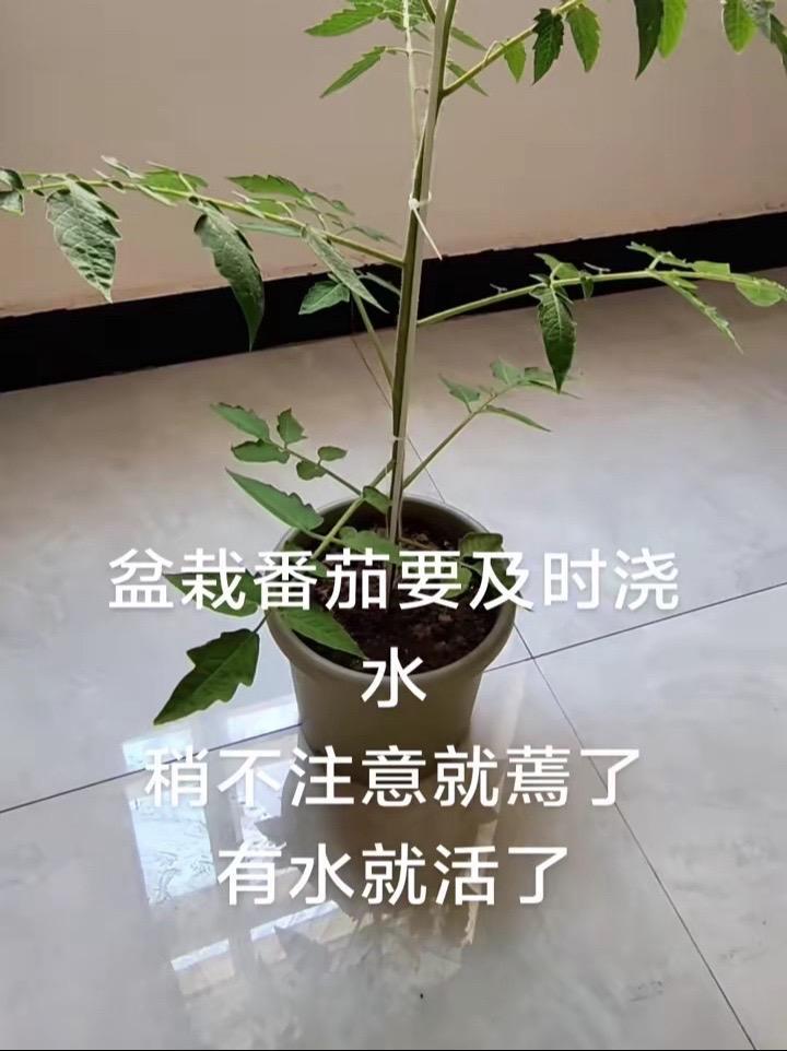 盆栽番茄 盆栽蔬菜 记录种植生活 番茄