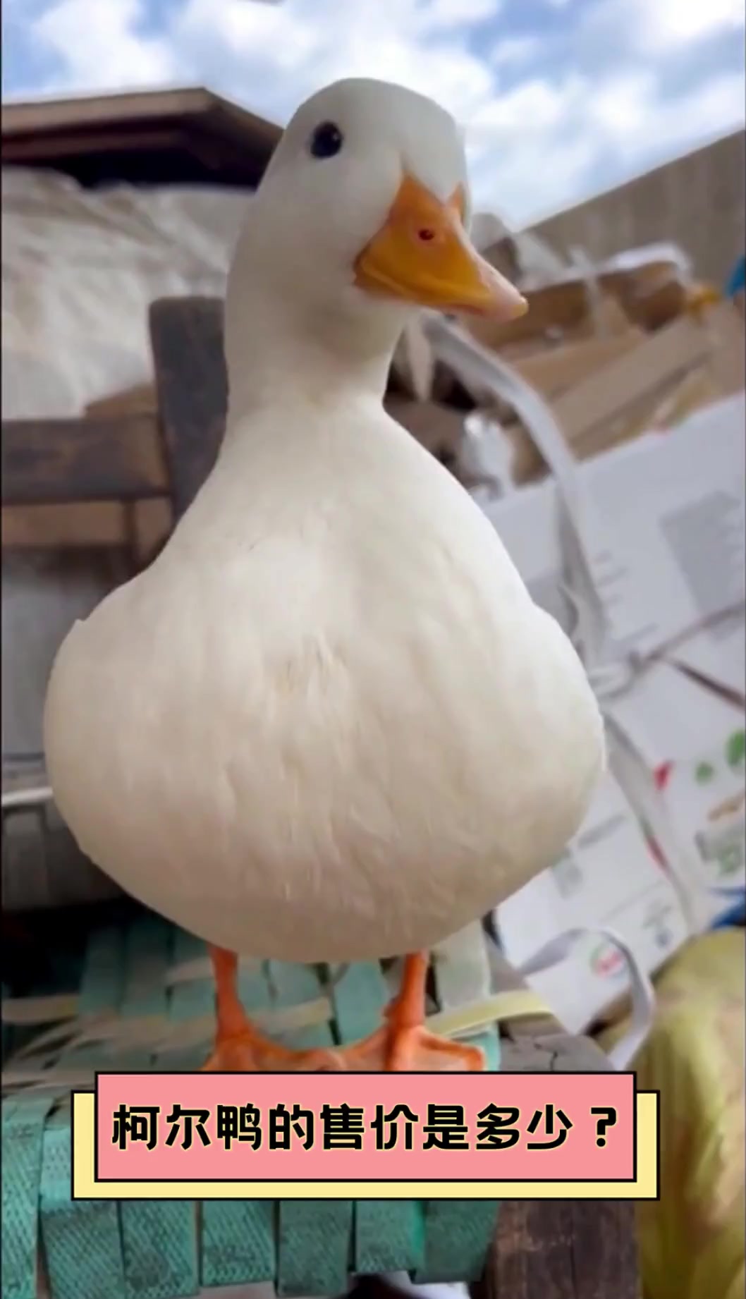 柯尔鸭的售价是多少?