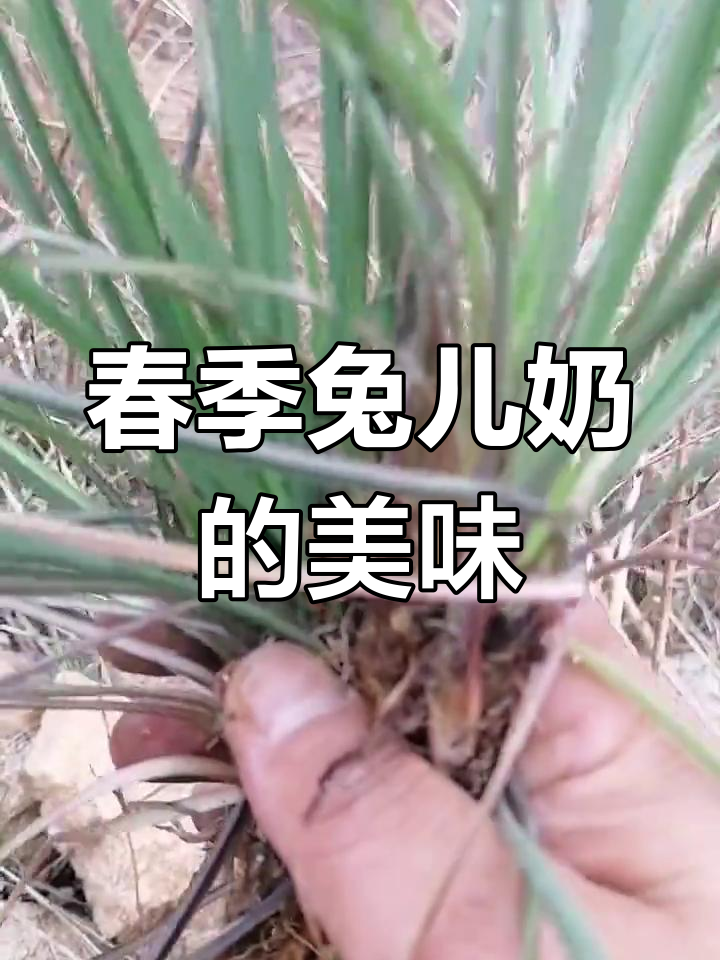 春天里的兔儿奶,你尝过吗?这种野菜竟然这么美味!