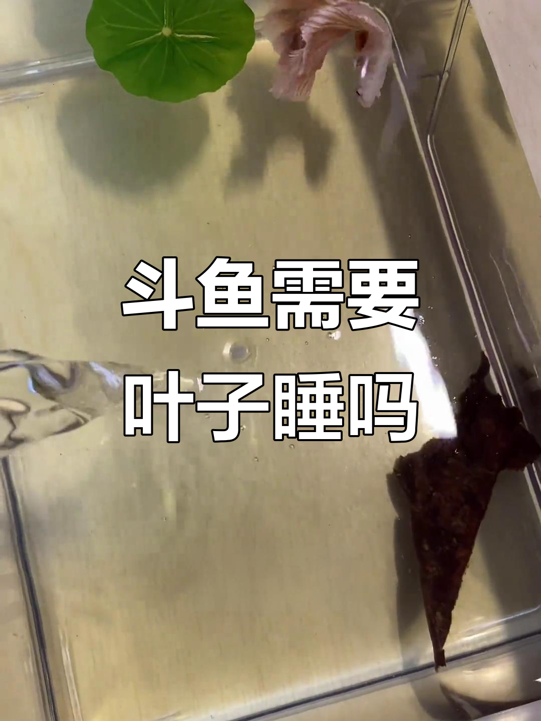 斗鱼睡觉到底需不需要叶子?实践告诉你真相
