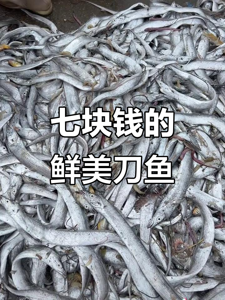 海边码头新鲜刀鱼,7元一斤超值海鲜大放送