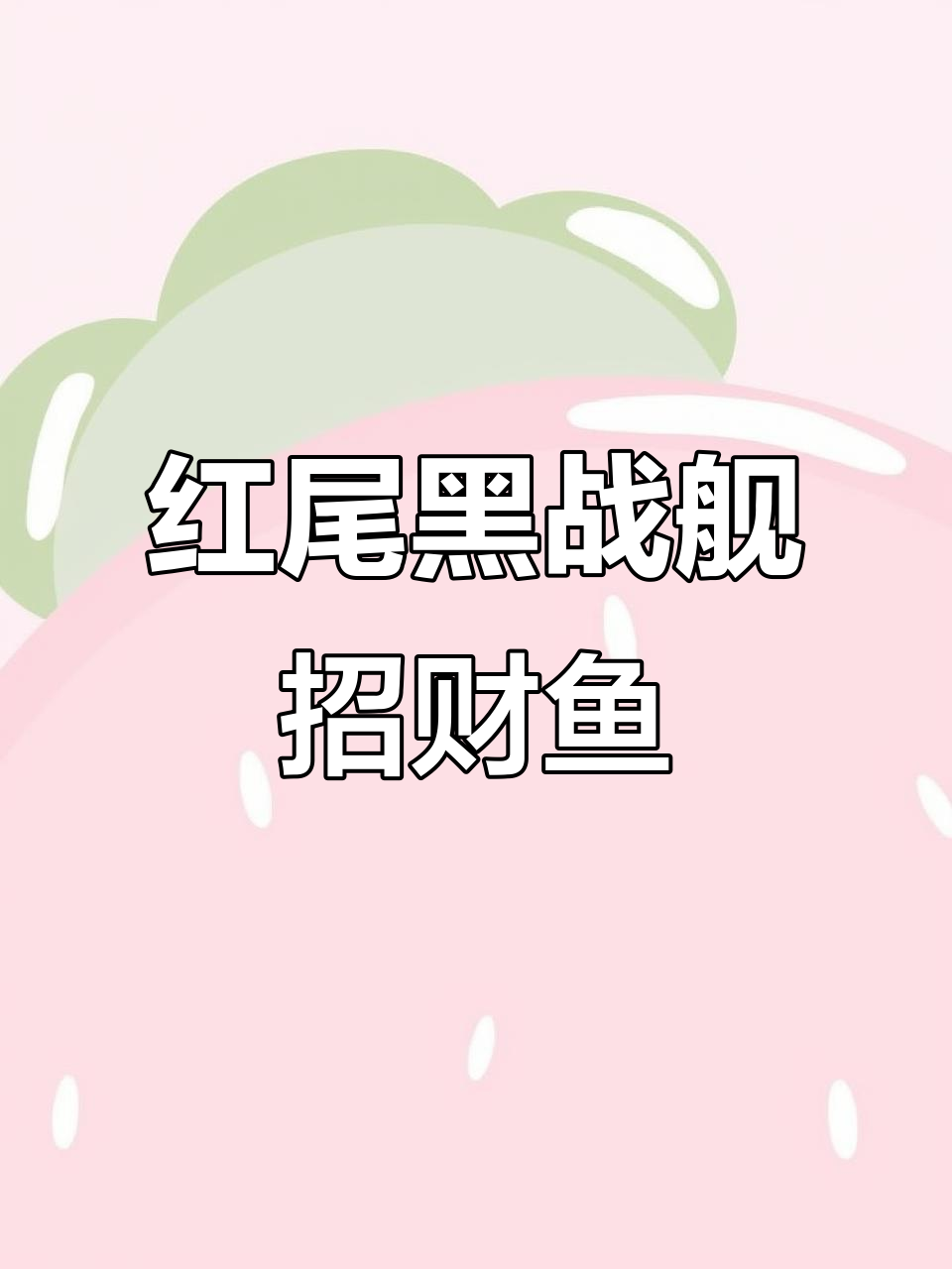 短身红尾黑战舰招财鱼,颜值与身材并存