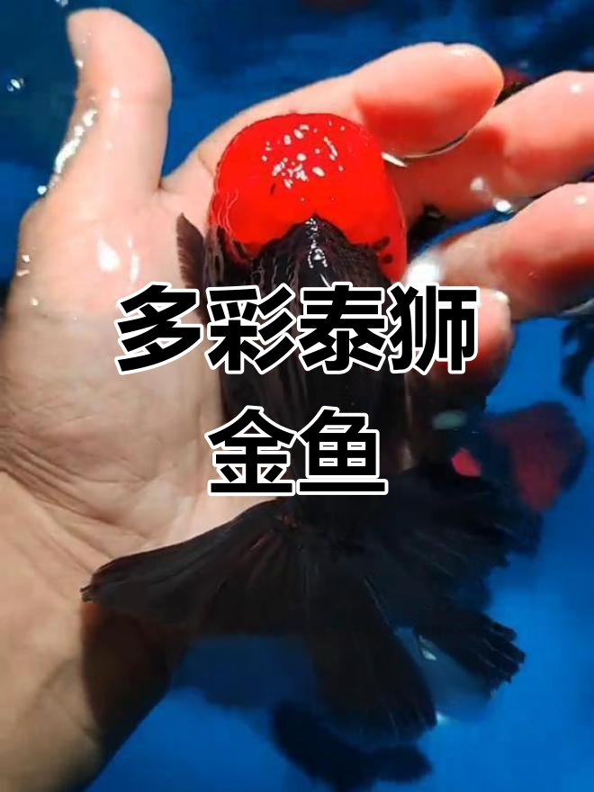 泰国泰狮金鱼品种大集合,红头黑袍、将军百褶裙等