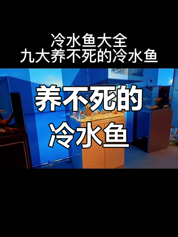 9种冷水鱼,耐养又霸气,适合新手入门