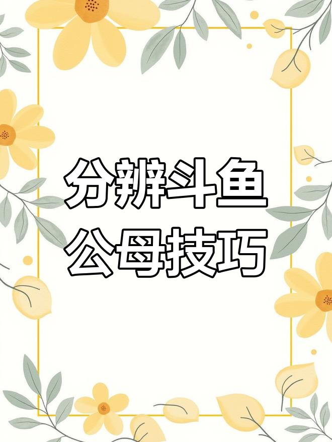 如何区分中国斗鱼的公母?从色彩到体型全解析