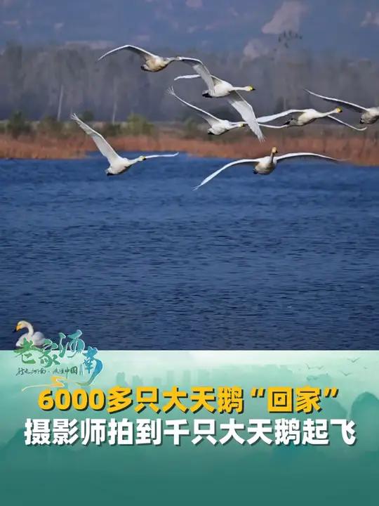 11月12日河南三门峡,6000多只大天鹅“回家”三门峡,摄影师拍到上千只大天鹅同时起飞,