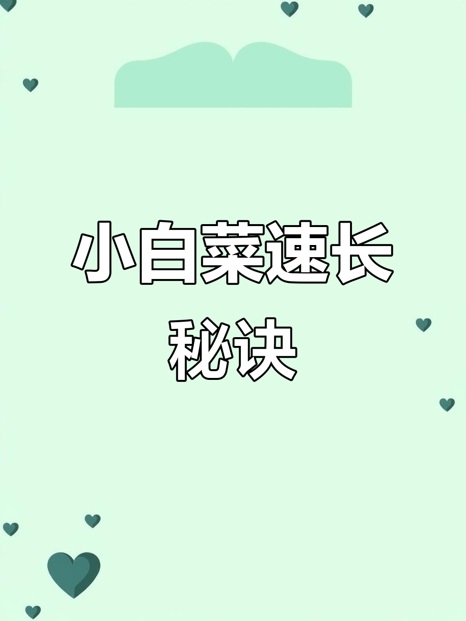 春季空档种小白菜,快速生长,口感鲜美!