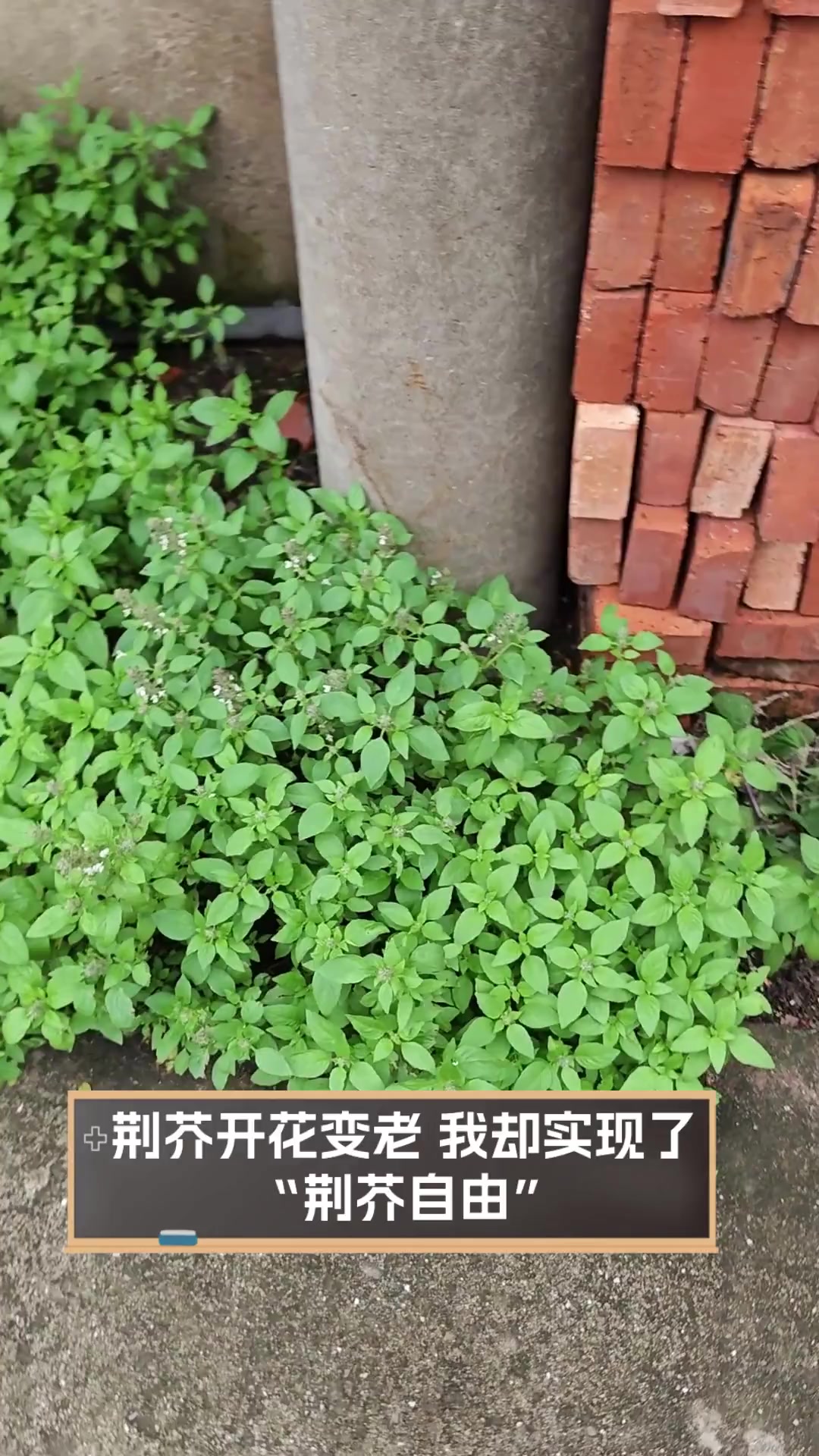 荆芥开花变老,我却实现了“荆芥自由”