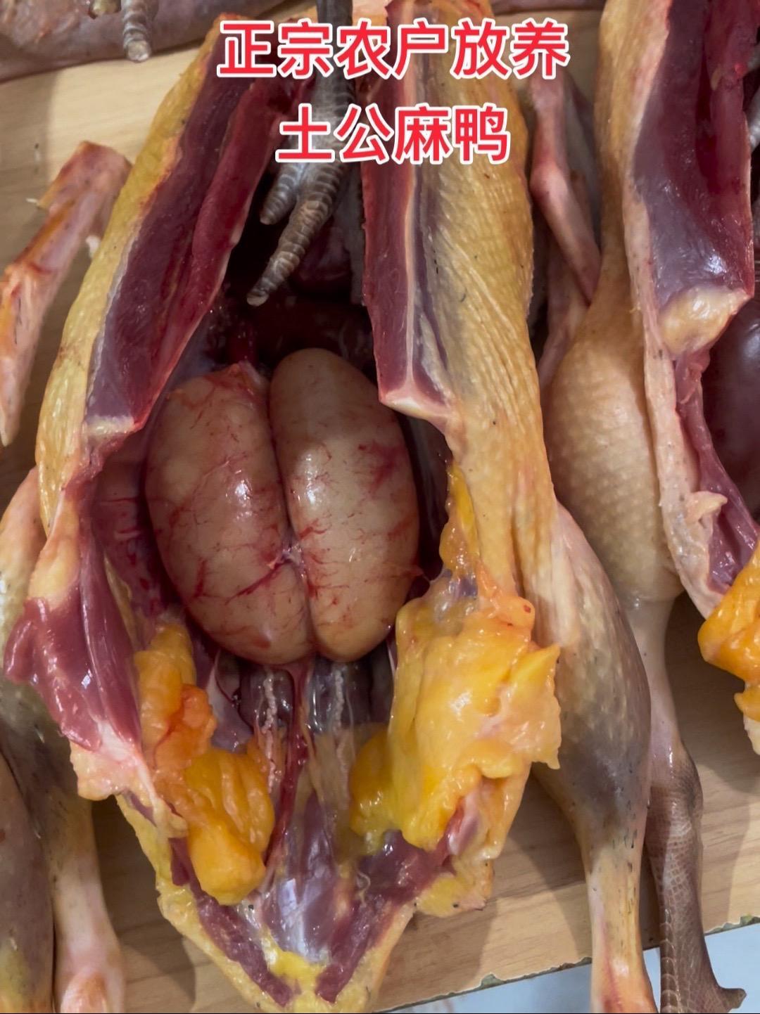 农户土公麻鸭需要来我直播间 散养土鸭 老鸭 公鸭