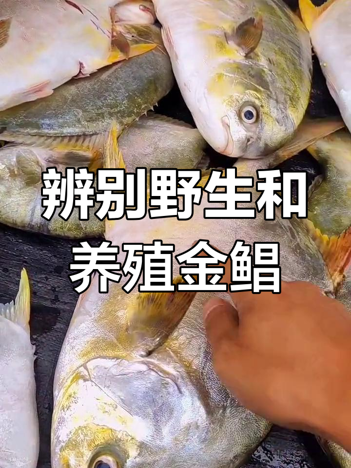 如何区分野生与养殖金鲳鱼