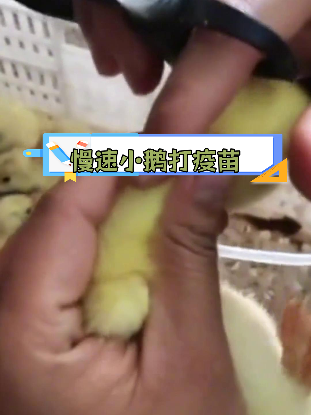 小鹅疫苗注射技巧教程