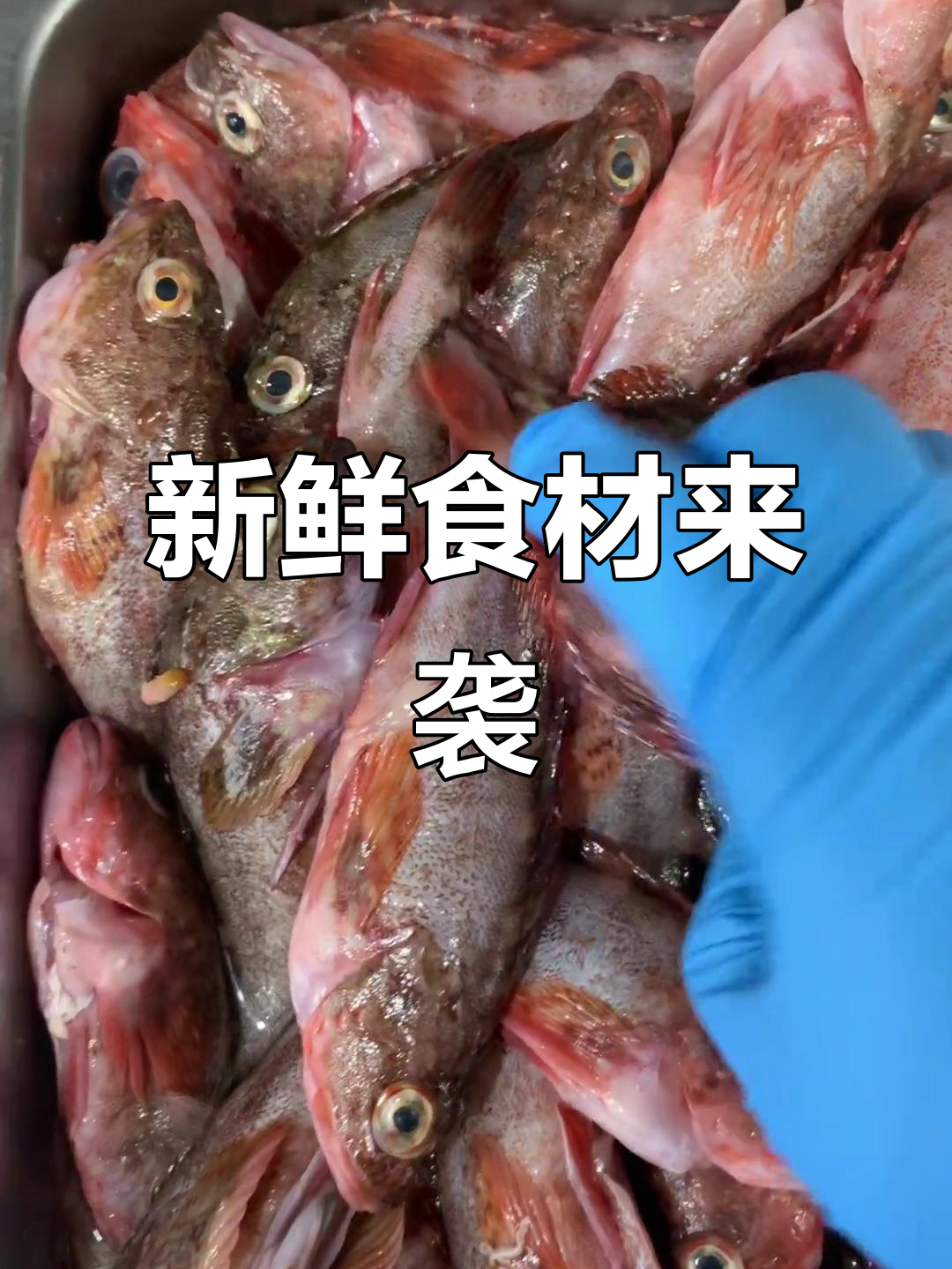 斧头鱼、黄鲤与鸡公的养生大餐,新鲜食材不容错过!